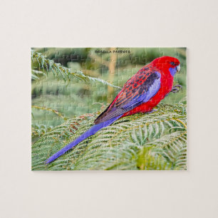 Puzzle Perroquets Rosella Australie