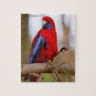Puzzle Perroquets Rosella Australie