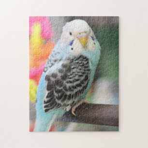 Puzzle Perruche