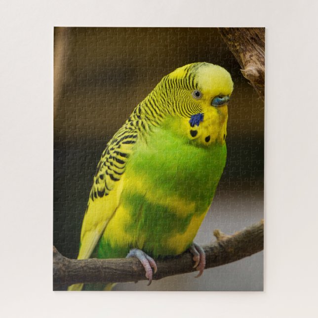 Puzzle Perruche Budgie anglaise personnalisée (Vertical)