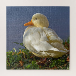 Puzzle Petit canard blanc