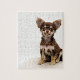 Puzzle Petit chien de chiwawa
