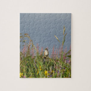 Puzzle Petit colibri gras