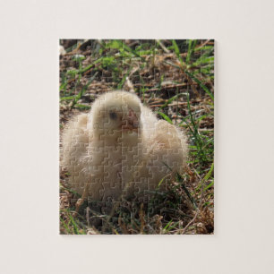 Puzzle petit poussin de poulet animal, ferme