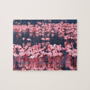 Puzzle Petits Flamants roses (Phoeniconaias mineur), Afri