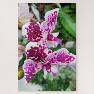 Puzzle Phalaenopsis blanc-violet, Orchidées de papillons