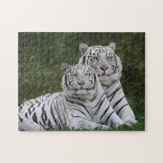 Puzzle Phase blanche, Tigre du Bengale, Tigre du Tigre, T (Horizontal)