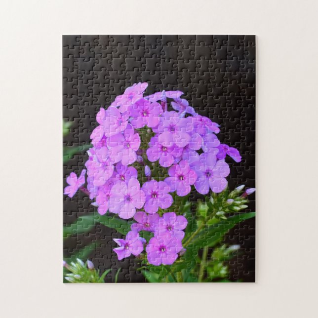 Puzzle Phlox 'David's Lavender' (Vertical)