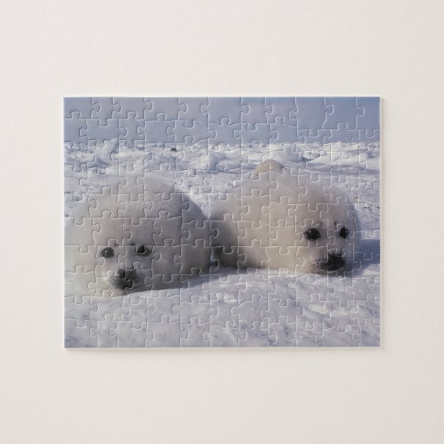 Puzzle Phoque du Groenland (Phoca groenlandica) Gropes de (Horizontal)