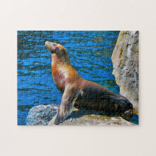 Puzzle Phoque Robben Island Floride.