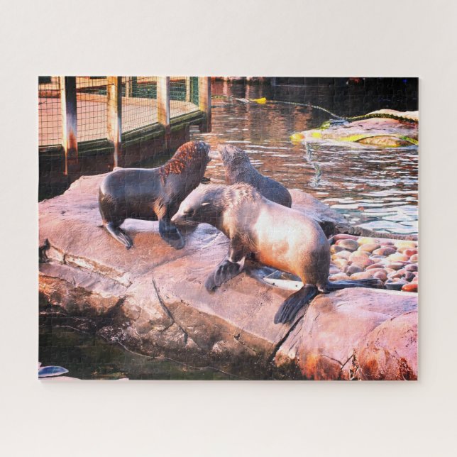Puzzle Phoques (Horizontal)