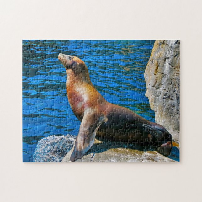Puzzle Phoques Robben Island Floride. (Horizontal)