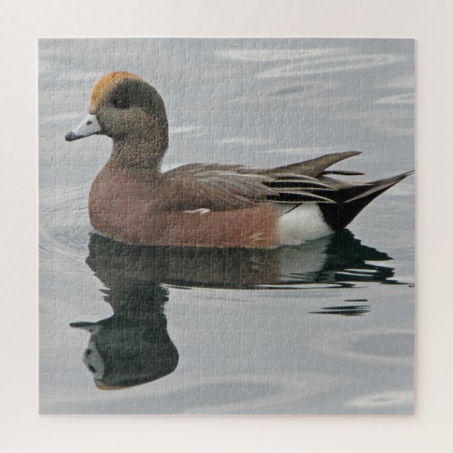Puzzle Photo de canard Male Wigeon sur Calm Water Reflect (Vertical)