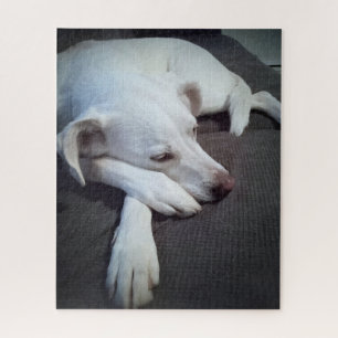 Puzzle Photo de chien blanc dormant avec de mignons patte