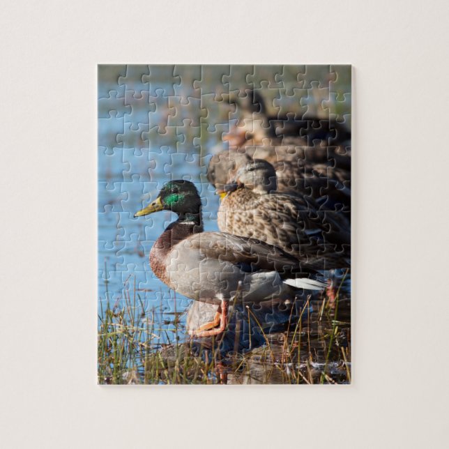 Puzzle Photo de faune de canards de Mallard (Vertical)