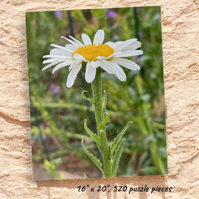 Puzzle Photo de fond florale à marguerite blanche unique (Completed Shasta Daisy jigsaw puzzle.)
