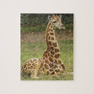 Puzzle Photo de girafe