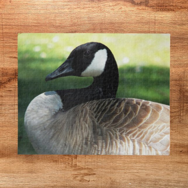 Puzzle Photo de la faune de Canada Goose (In Situ)