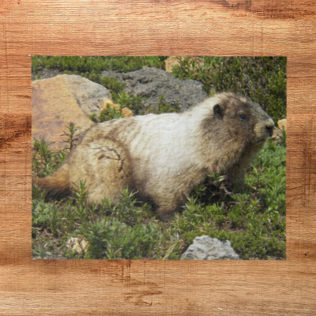 Puzzle Photo de la faune de la marmotte de Hoary (In Situ)