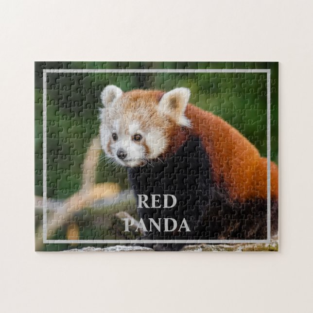 Puzzle Photo de la nature du Panda rouge mignon (Horizontal)