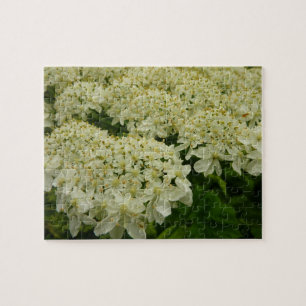 Puzzle Photo du Fleur sauvage de dentelle de la reine Ann