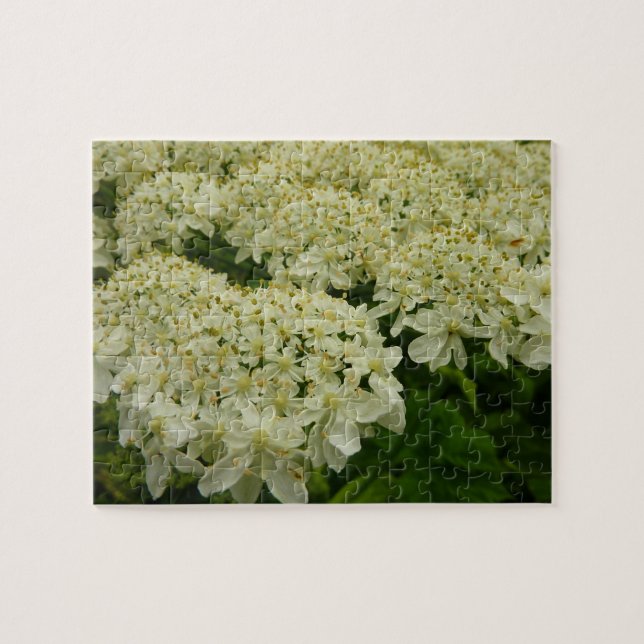 Puzzle Photo du Fleur sauvage de dentelle de la reine Ann (Horizontal)