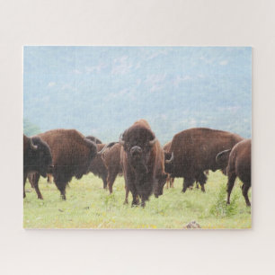 Puzzle photo du troupeau de Buffalo