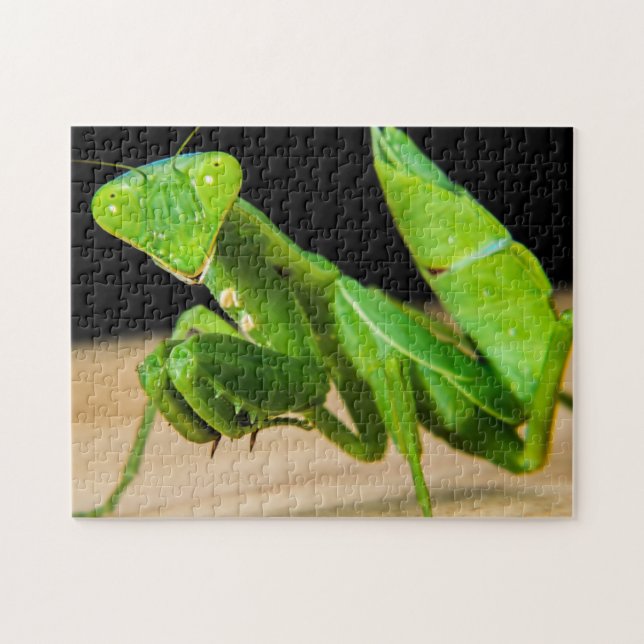 Puzzle photo en gros plan de Green Praying Mantis (Horizontal)