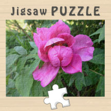 Photo esthétique de fleur rose en fleurs -
