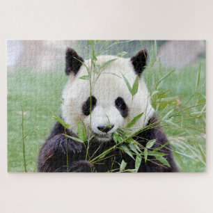 puzzle Photo giant panda , animals 0341.