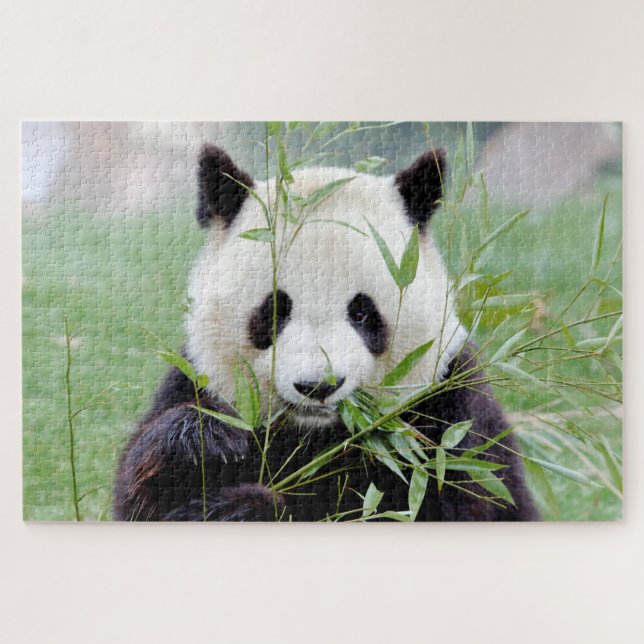 puzzle Photo giant panda , animals 0341. (Horizontal)