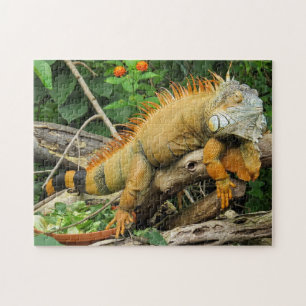 Puzzle Photo Iguana
