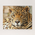 Photo Jaguar