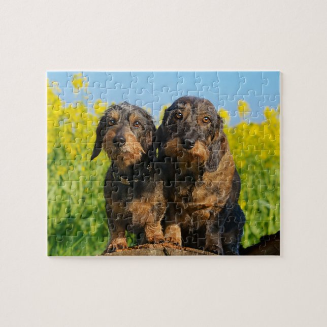 Puzzle Photo mignonne de Dackel de deux chiens de teckel (Horizontal)