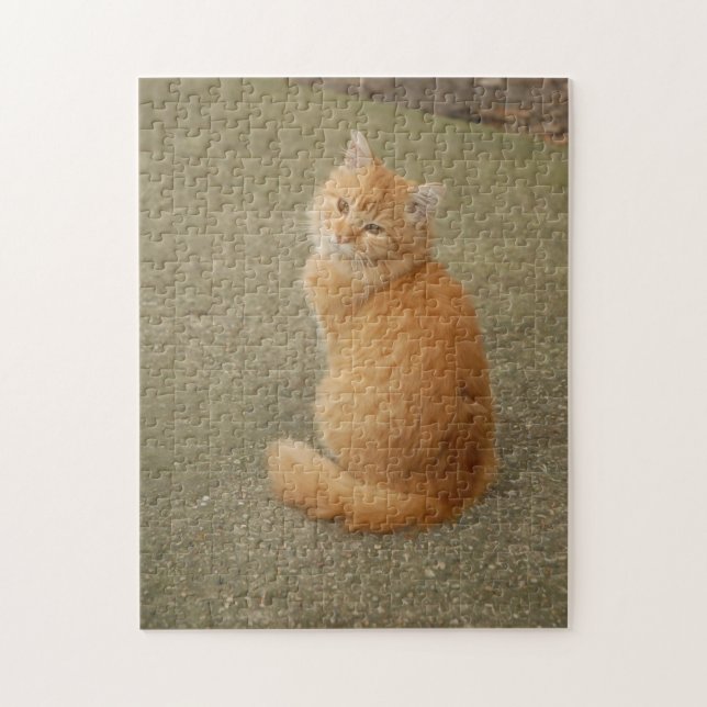 Puzzle Photo mignonne d'Orange Kitten (Vertical)