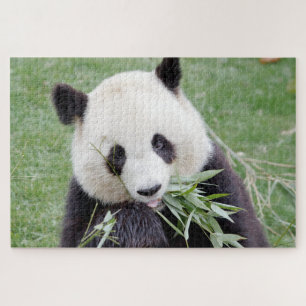 puzzle Photo panda géant, animaux 0342.