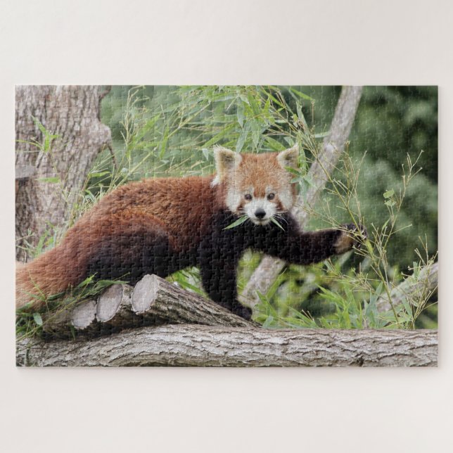 puzzle Photo panda rouge, animaux 0522. (Horizontal)