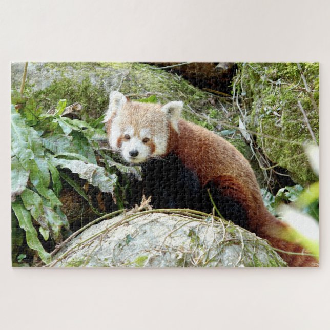 puzzle Photo panda rouge, animaux 0523. (Horizontal)