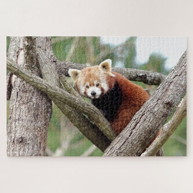 puzzle Photo panda rouge, animaux 0524. (Horizontal)