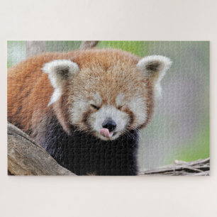 puzzle Photo panda rouge, animaux 0527.