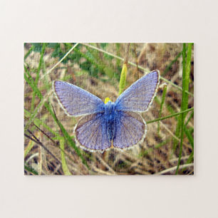 Puzzle photo Papillon bleu commun avec boîte cadea