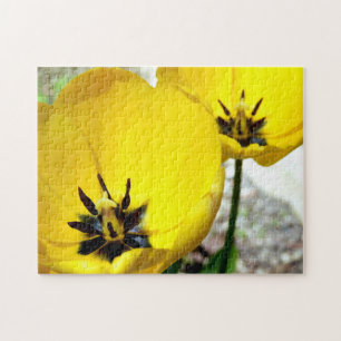 Puzzle photo Tulip Jaune