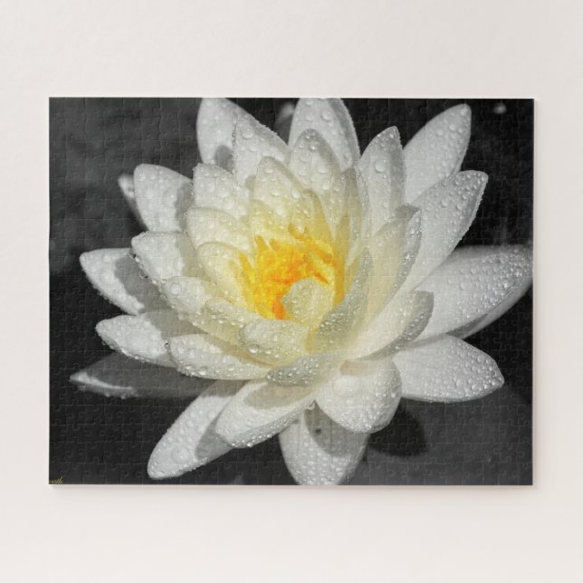 Puzzle Photo White Water Lily (Horizontal)