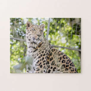 Puzzle Photographie Belle Amur Leopard Green