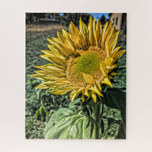 Puzzle Photographie de tournesol à grande plage dynamique
