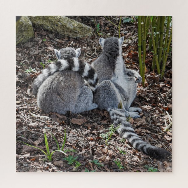 Puzzle Photographie Deux Anneaux Tail Lémurs Snubant Carr (Vertical)