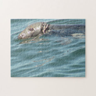 Puzzle Photographie du phoque de la morue du cap Cute