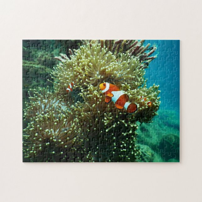 Puzzle Photos nautiques Animaux marins Photographie Poiss (Horizontal)