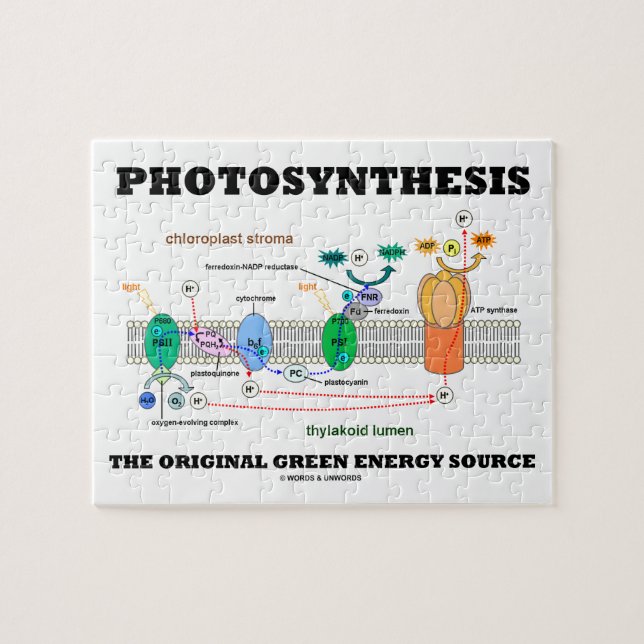 Puzzle Photosynthèse la source d'énergie verte originale (Horizontal)
