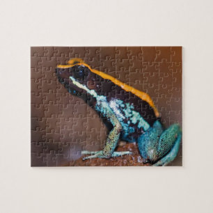 Puzzle Phyllobates vittatus, une grenouille à flèche empo